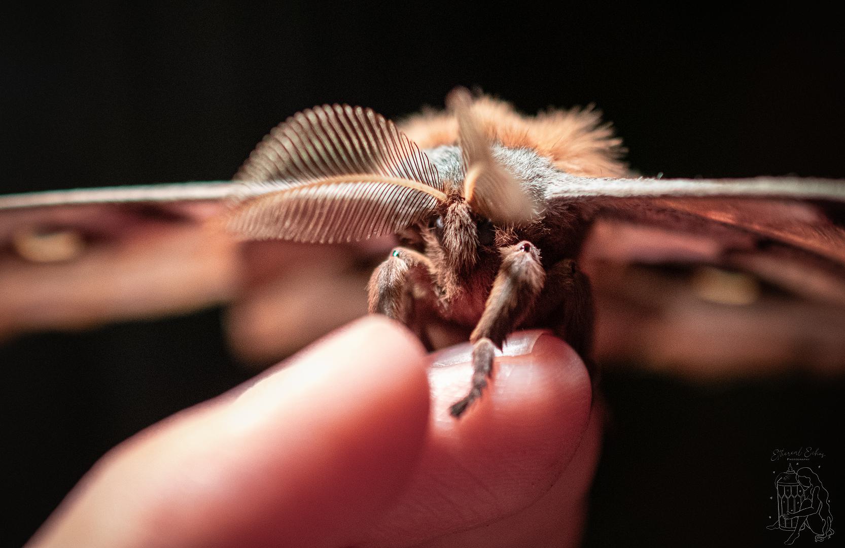 Bugs — up&nbsp;close!