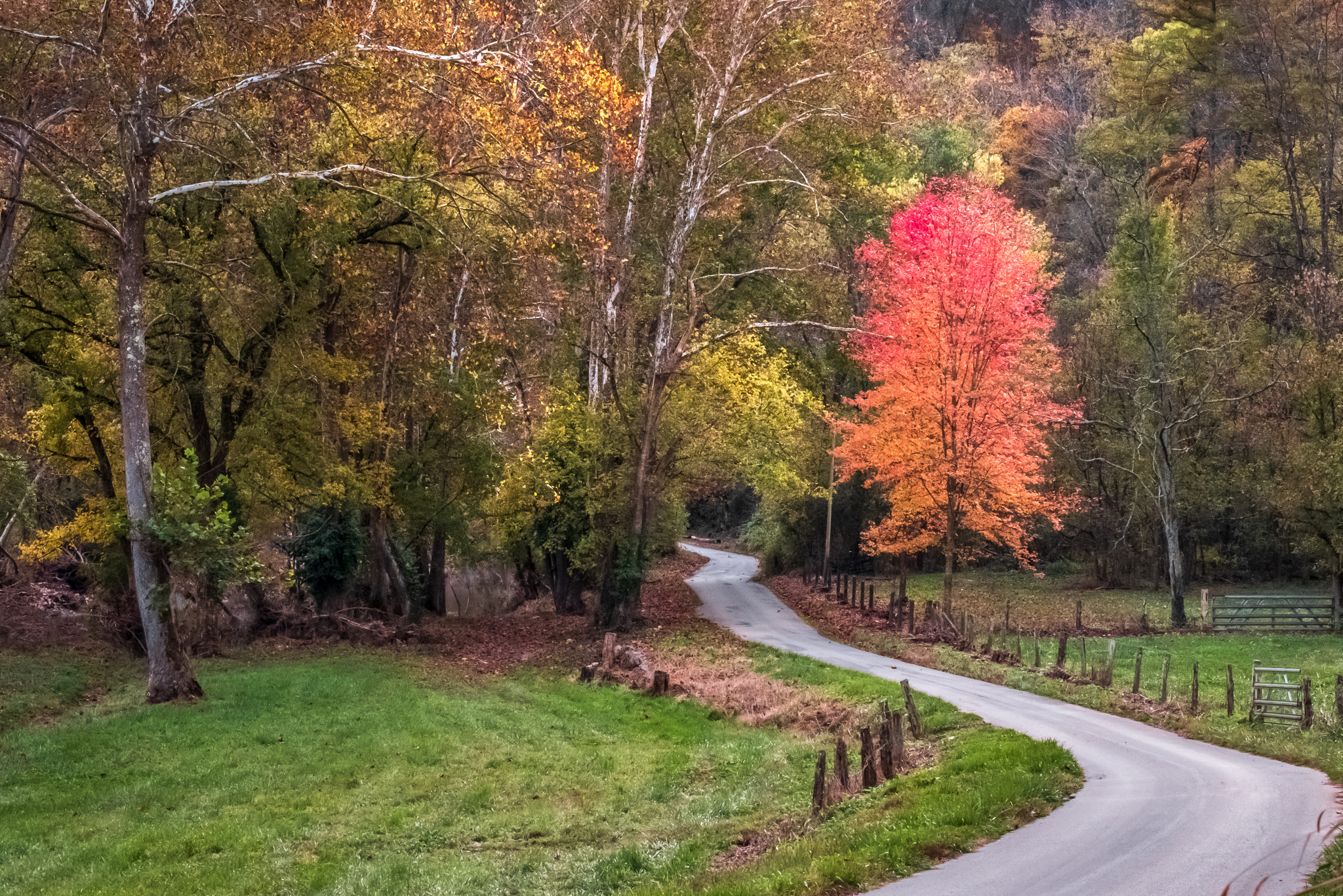 Maple on backroad, Clark County