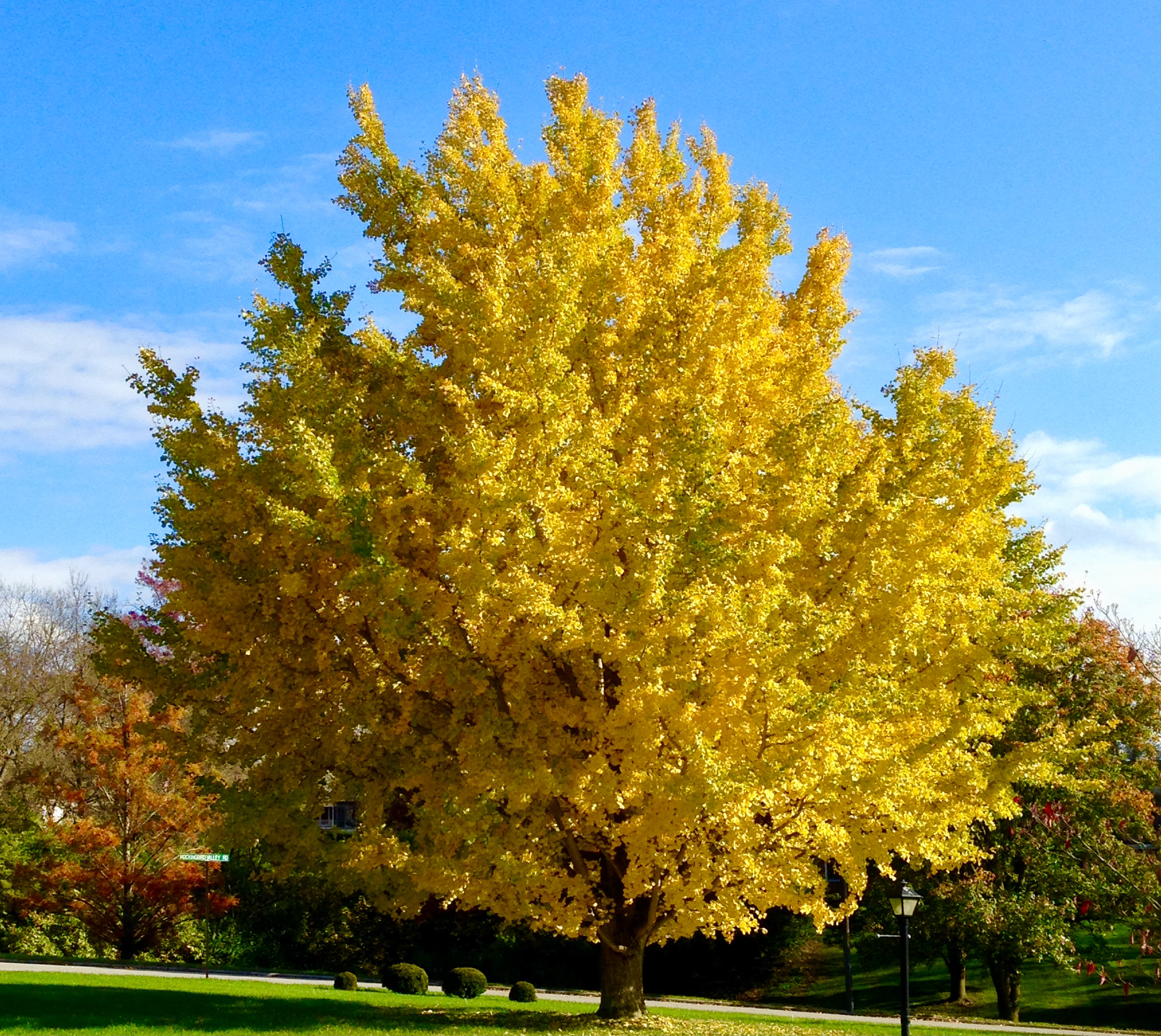 Ginkgo alert!