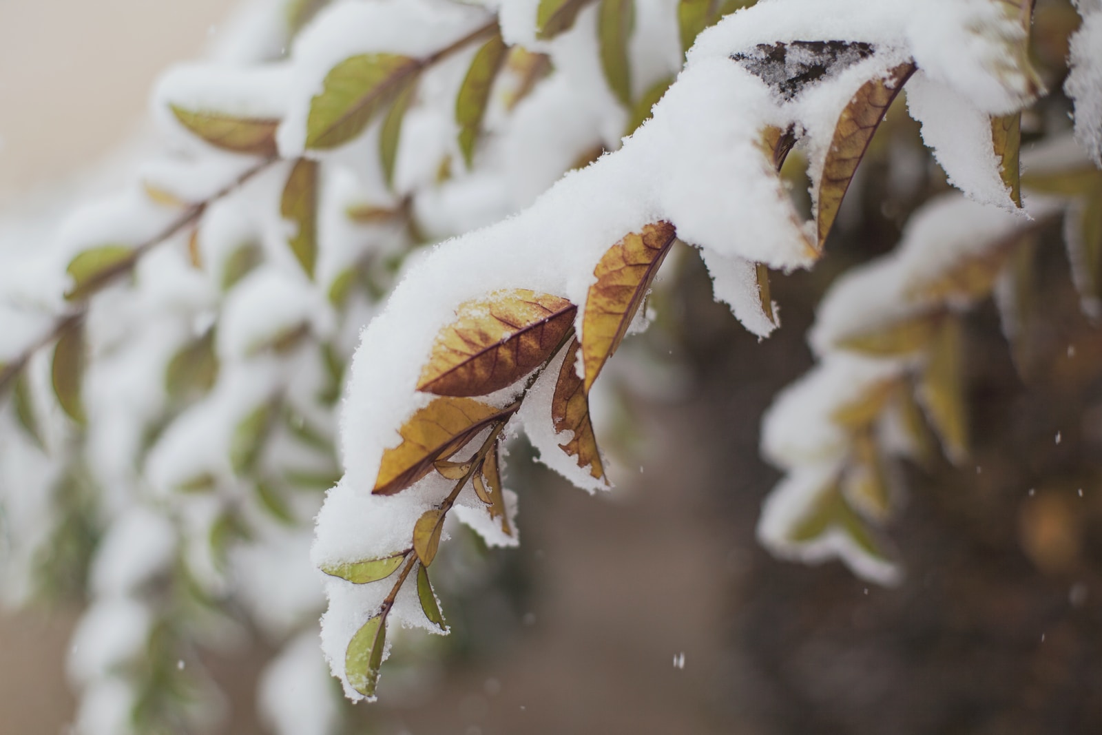 Falling into Winter’s Passing