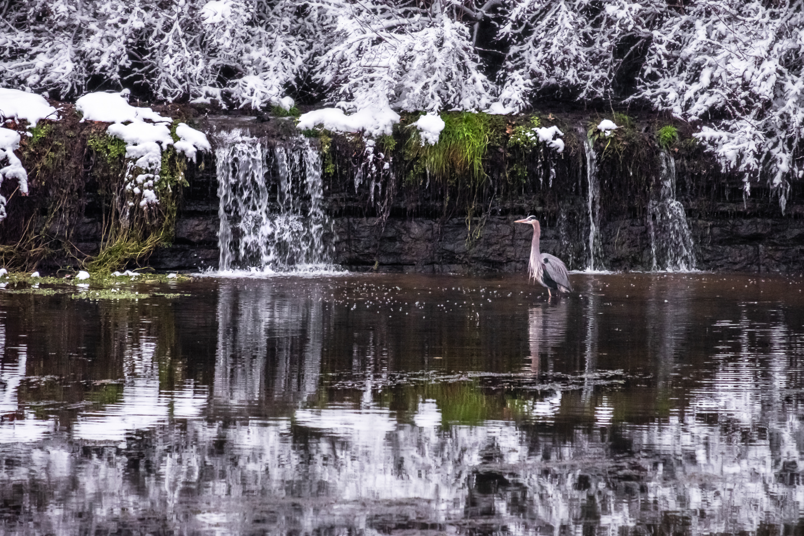Great Blue&nbsp;Heron