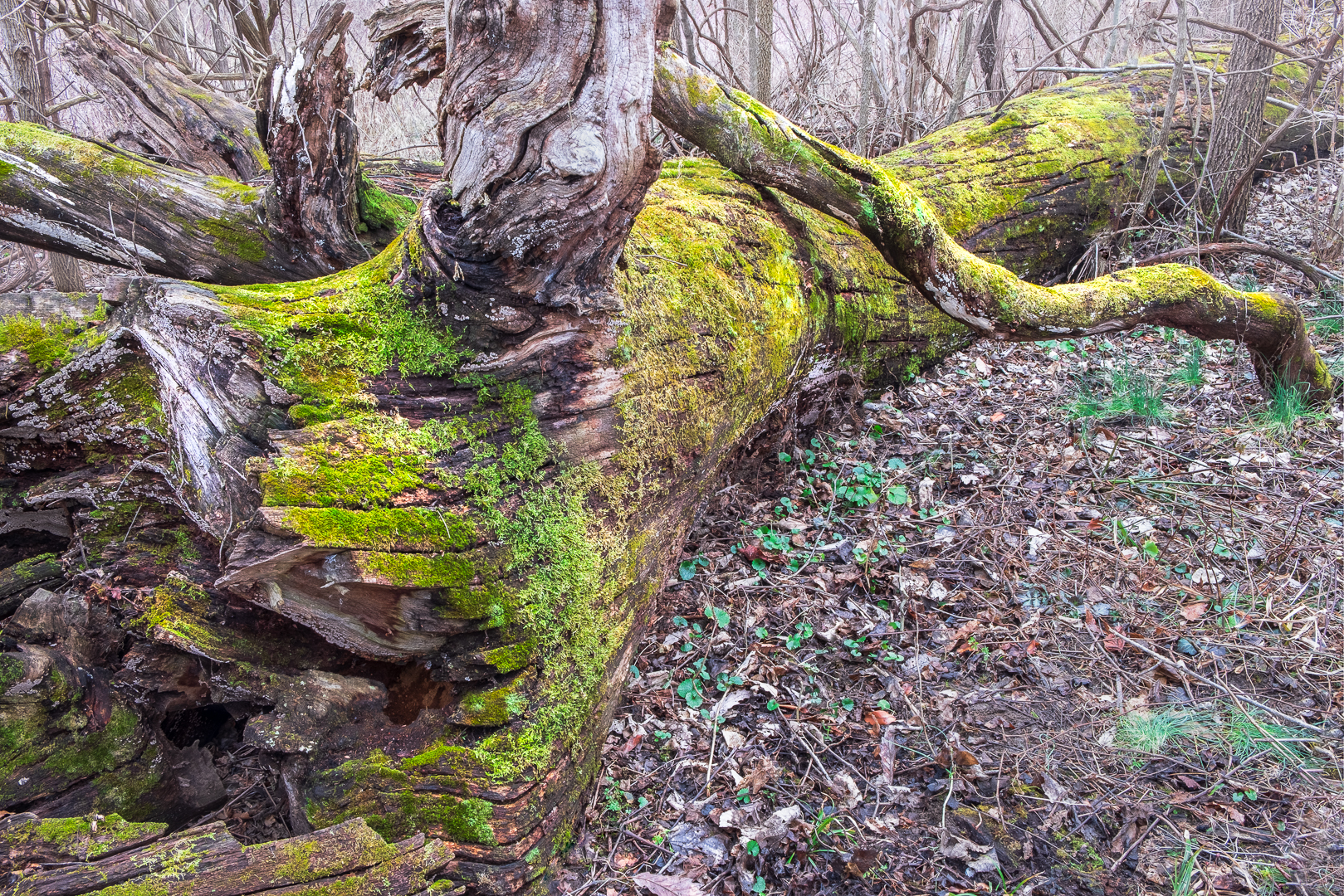 The Intimate Landscape