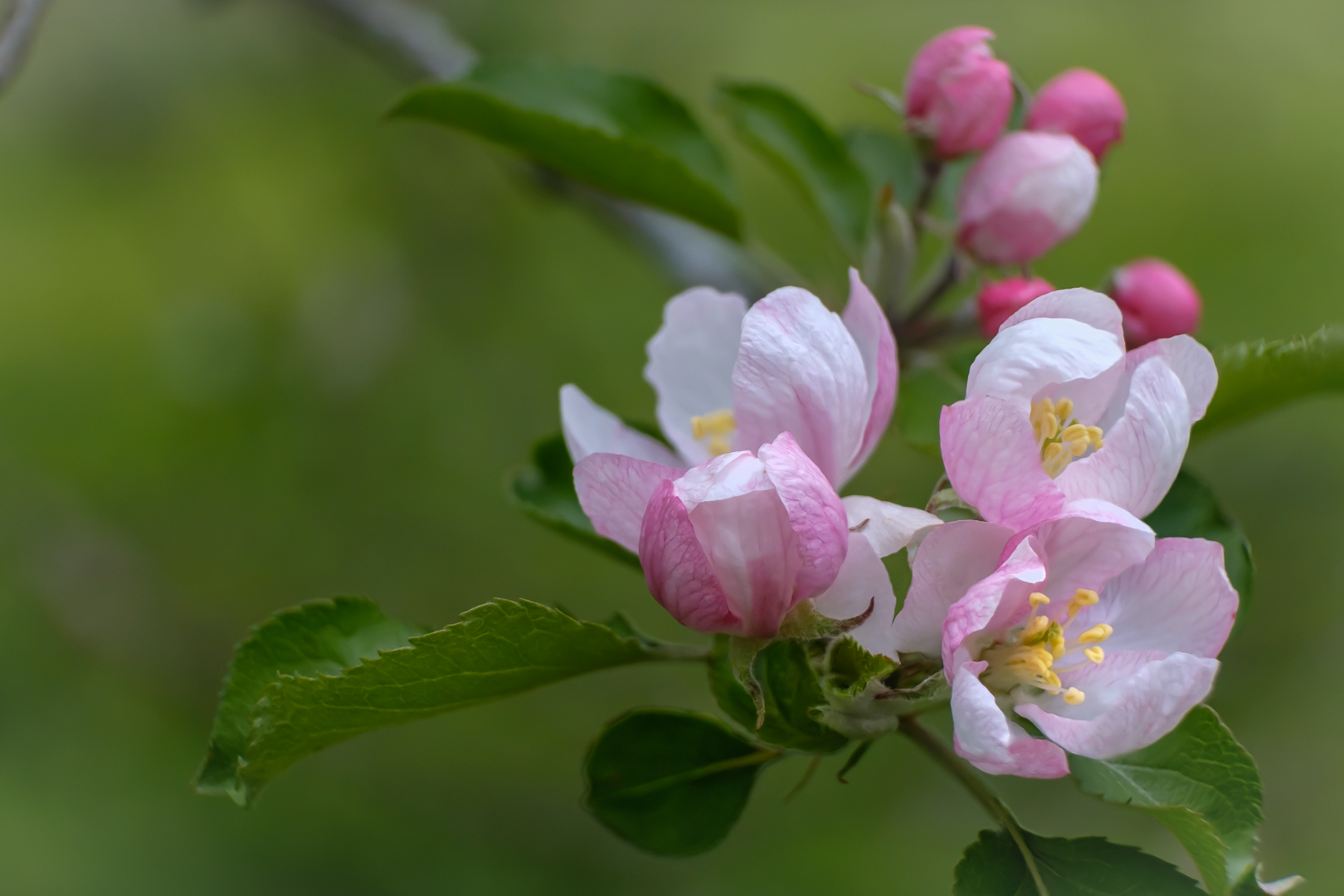 The Old Apple&nbsp;Tree