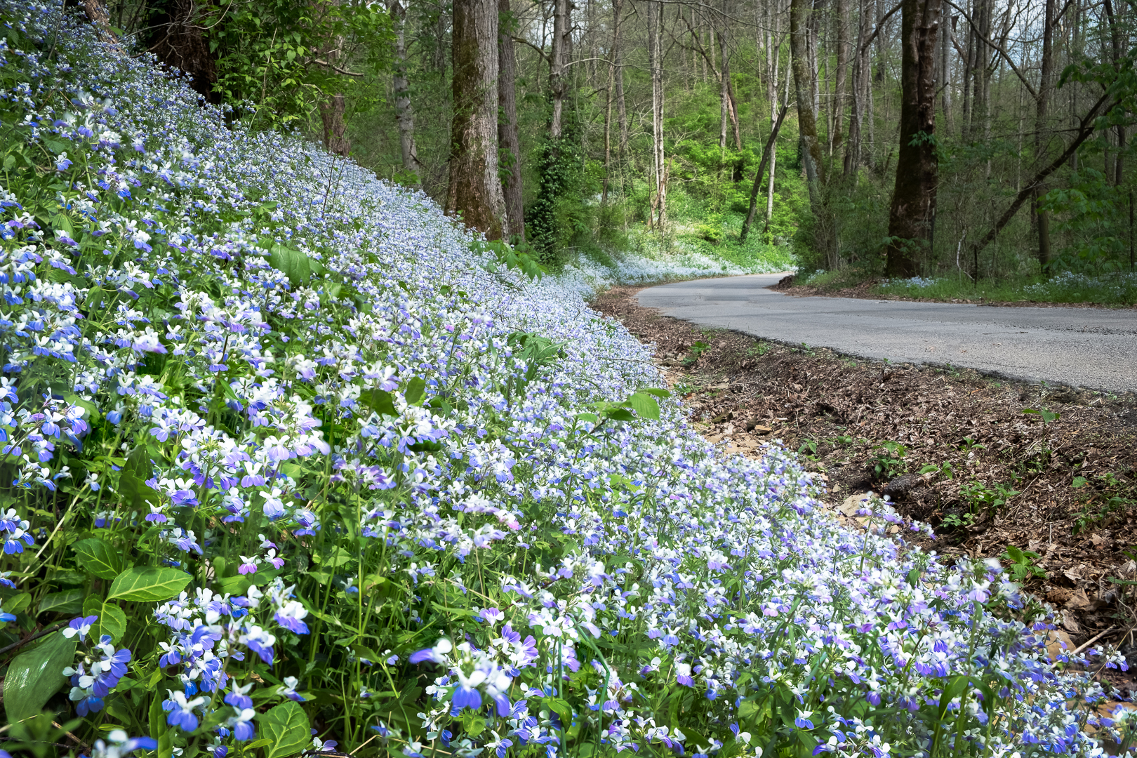 Blue-Eyed Marys Roadside