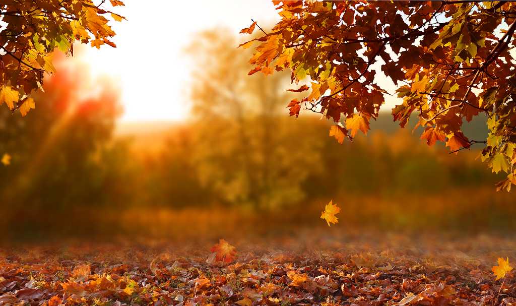 The Friction of Fall: When Nature Says to Slow, But Society Says to Speed&nbsp;Up