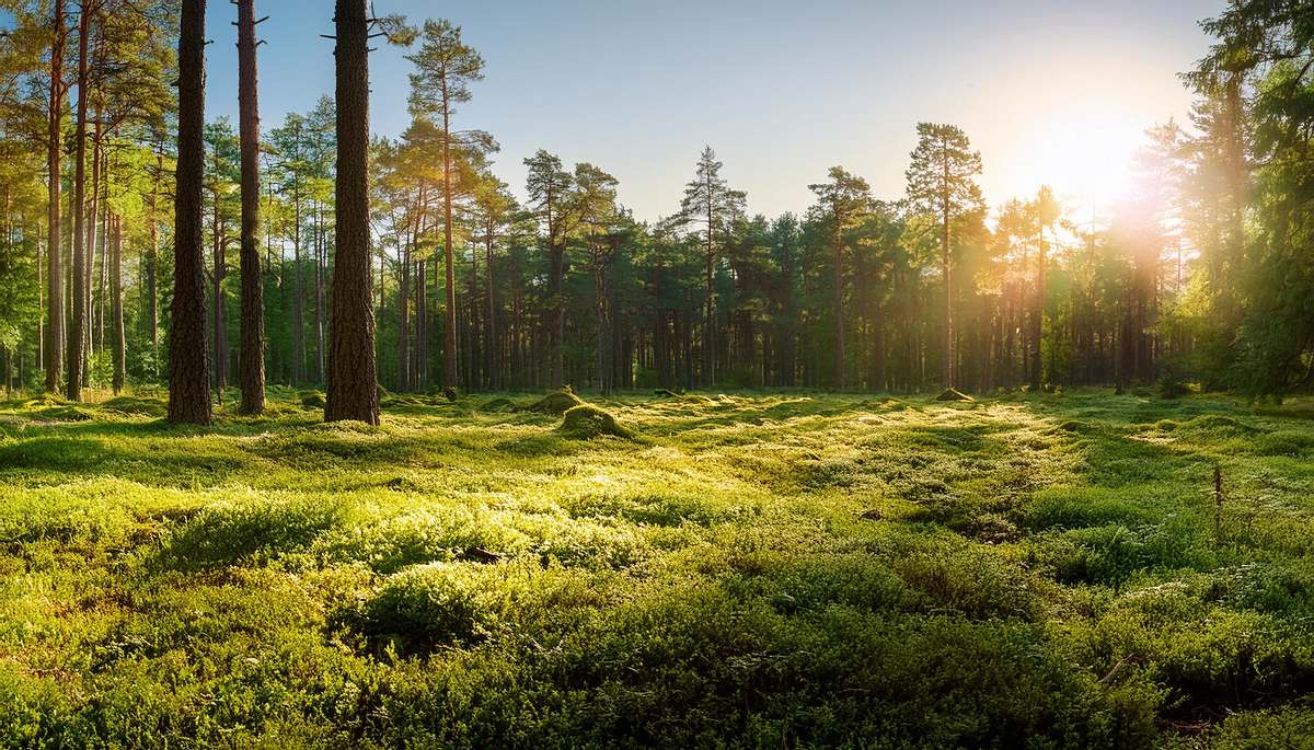 Impossible Symphony (after William Wordsworth)