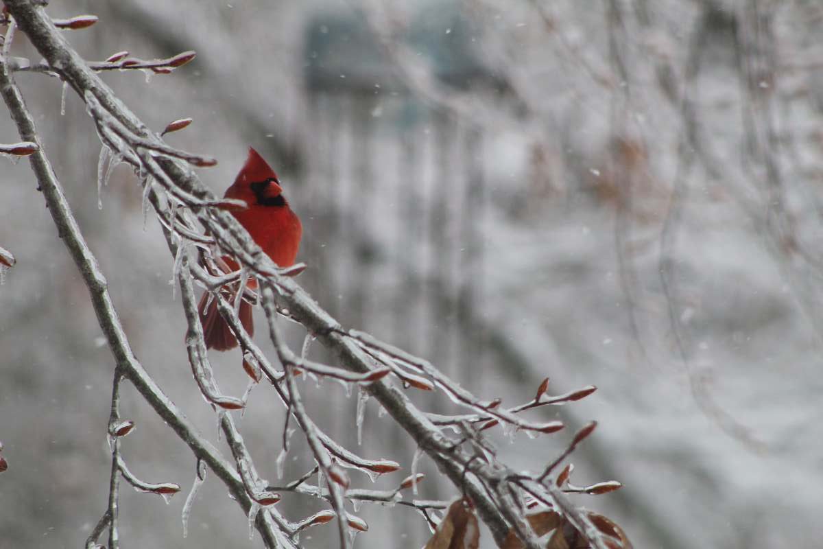 The striking beauty of a cardinal in&nbsp;snow