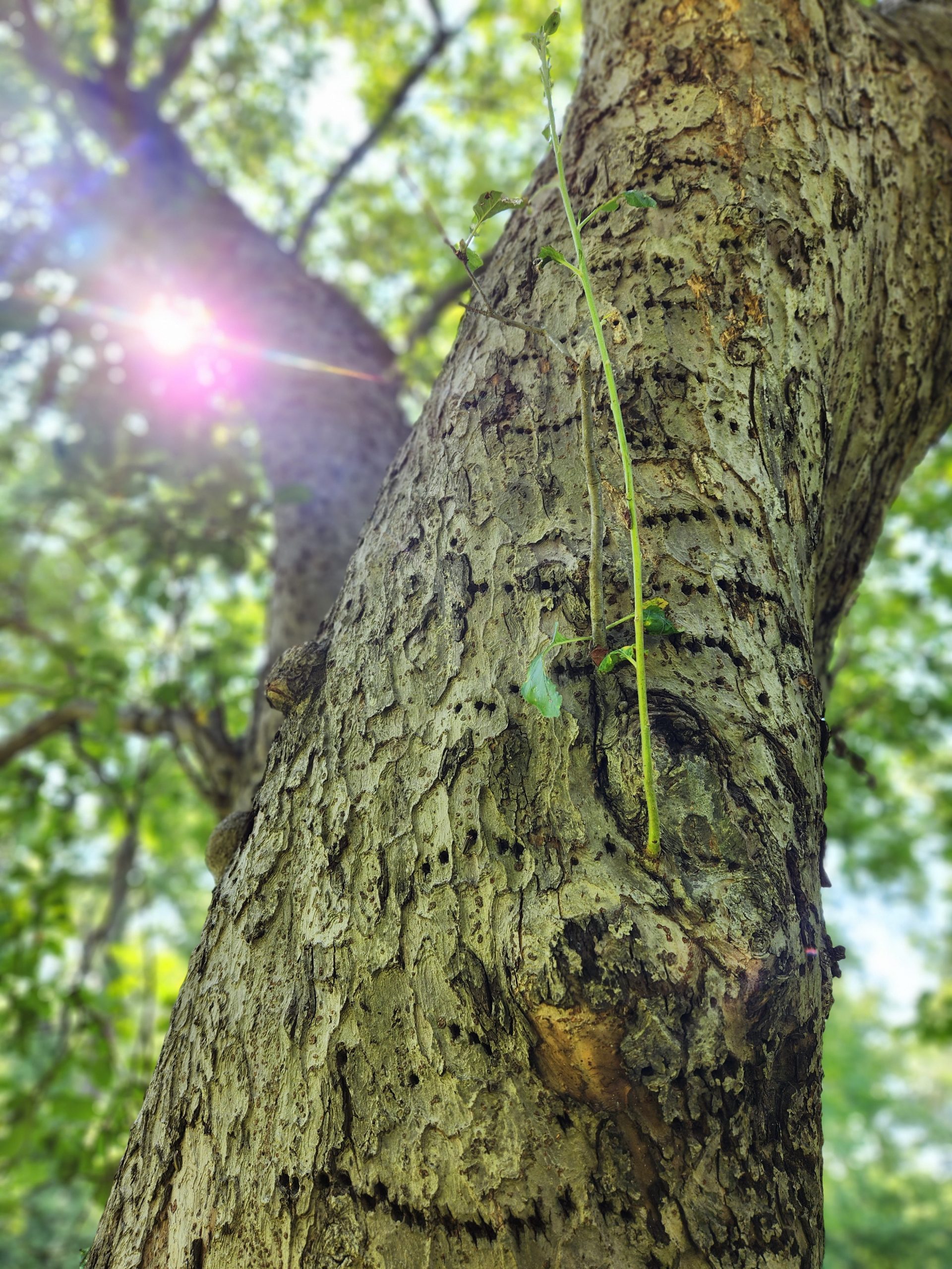 An Ode Grandmother June&nbsp;Apple
