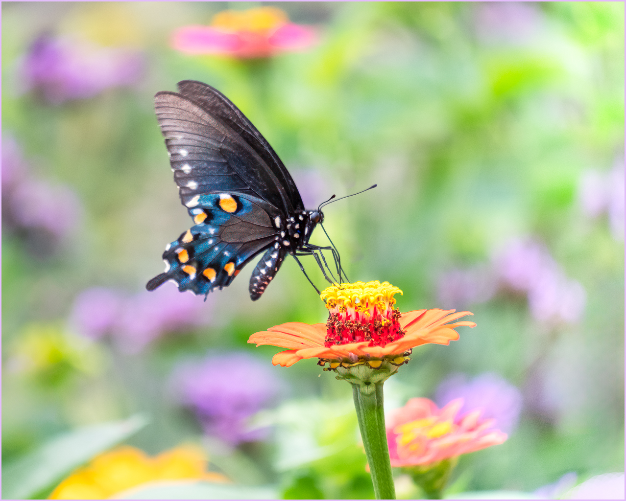 Pipevine Swallowtail