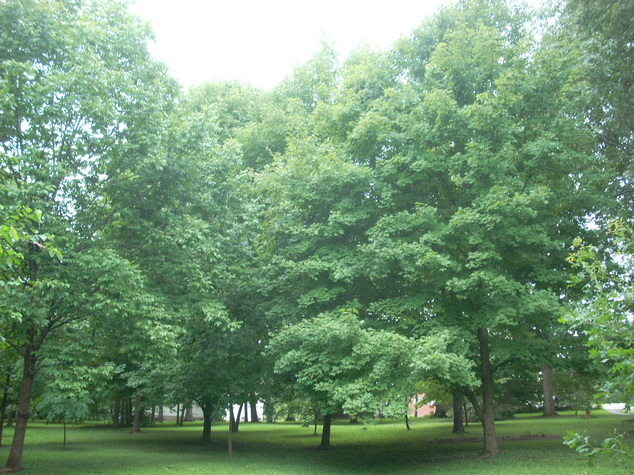 Sugar Maples in Clark County