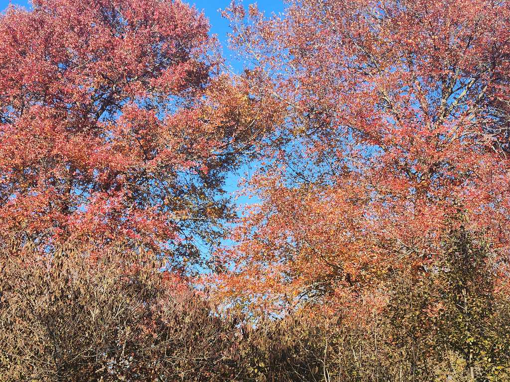 Greet Dark Days Like a&nbsp;Tree