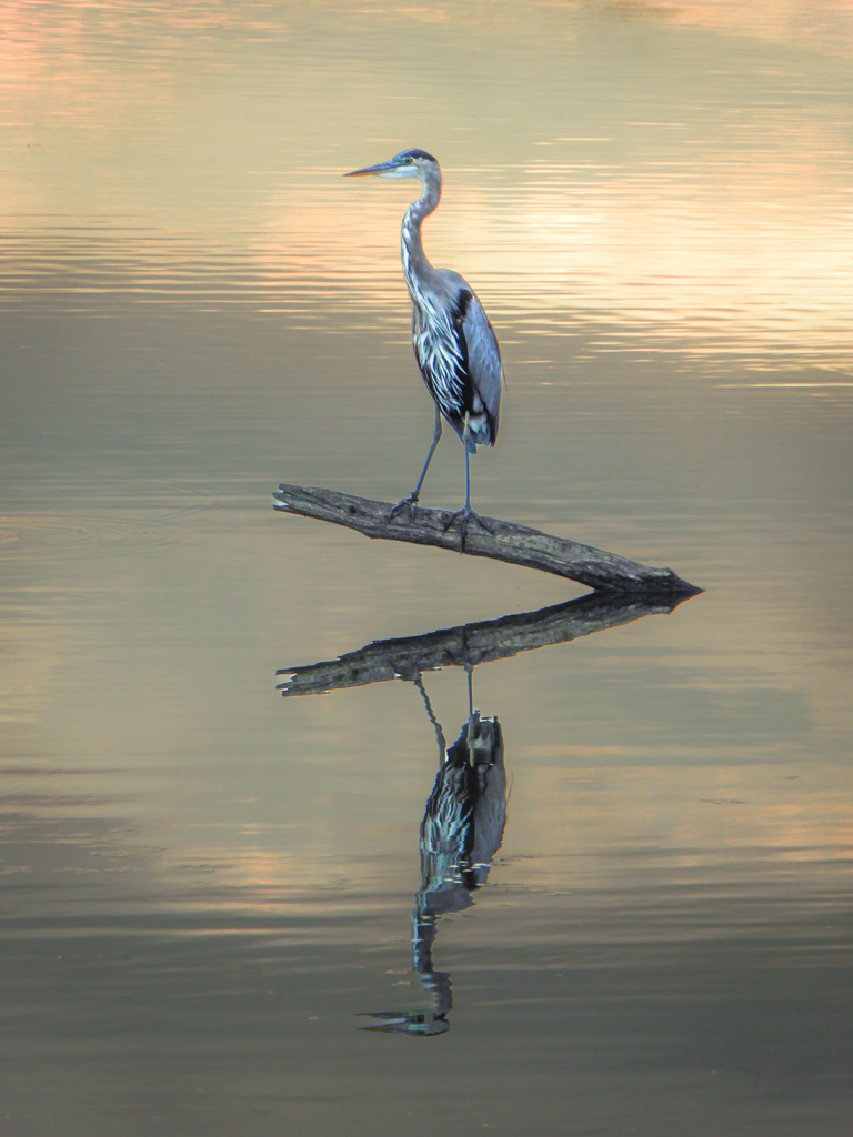 Blue Heron at Sunset