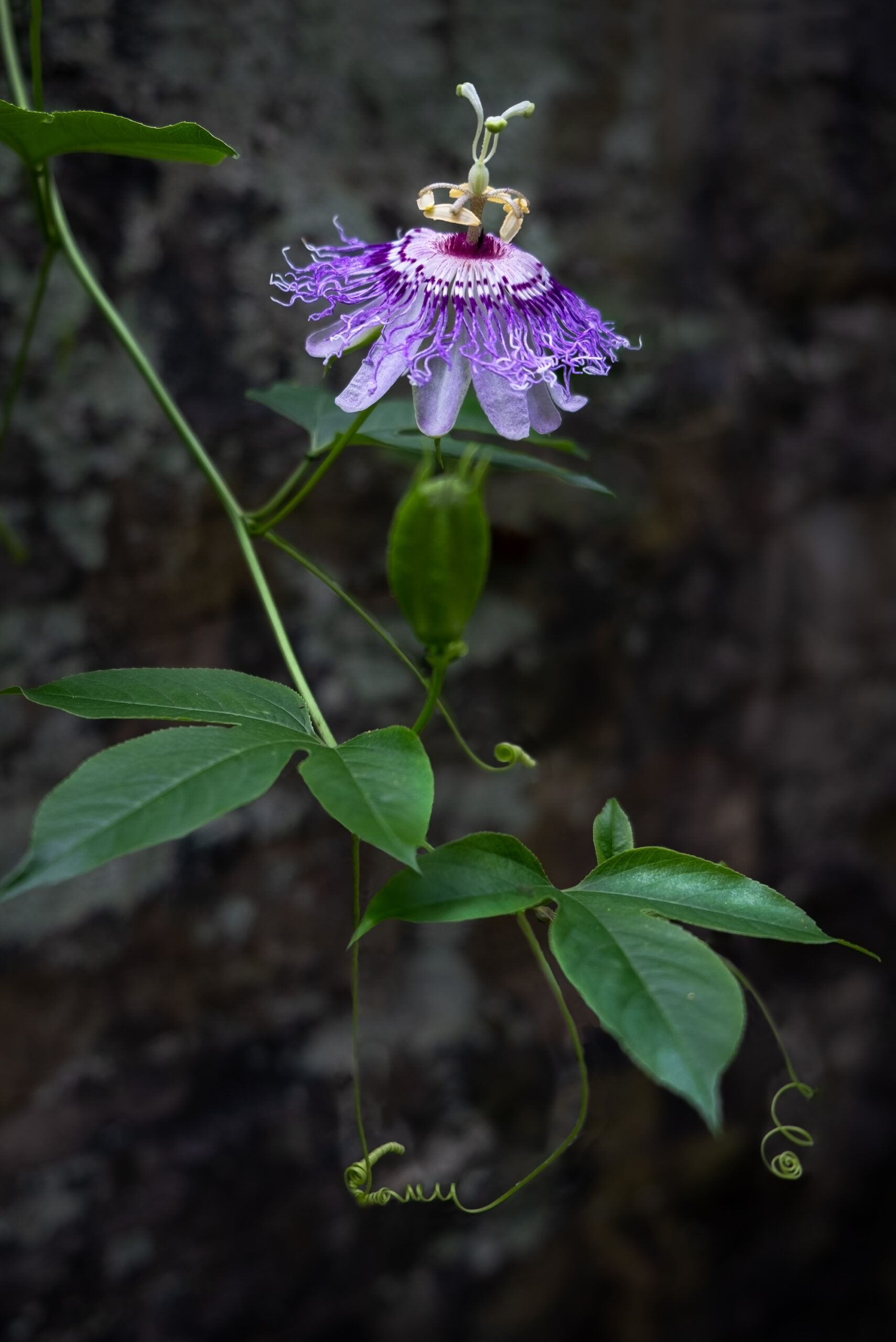 Passion Flower