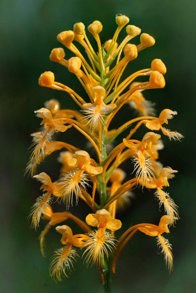 Yellow Fringed Orchid