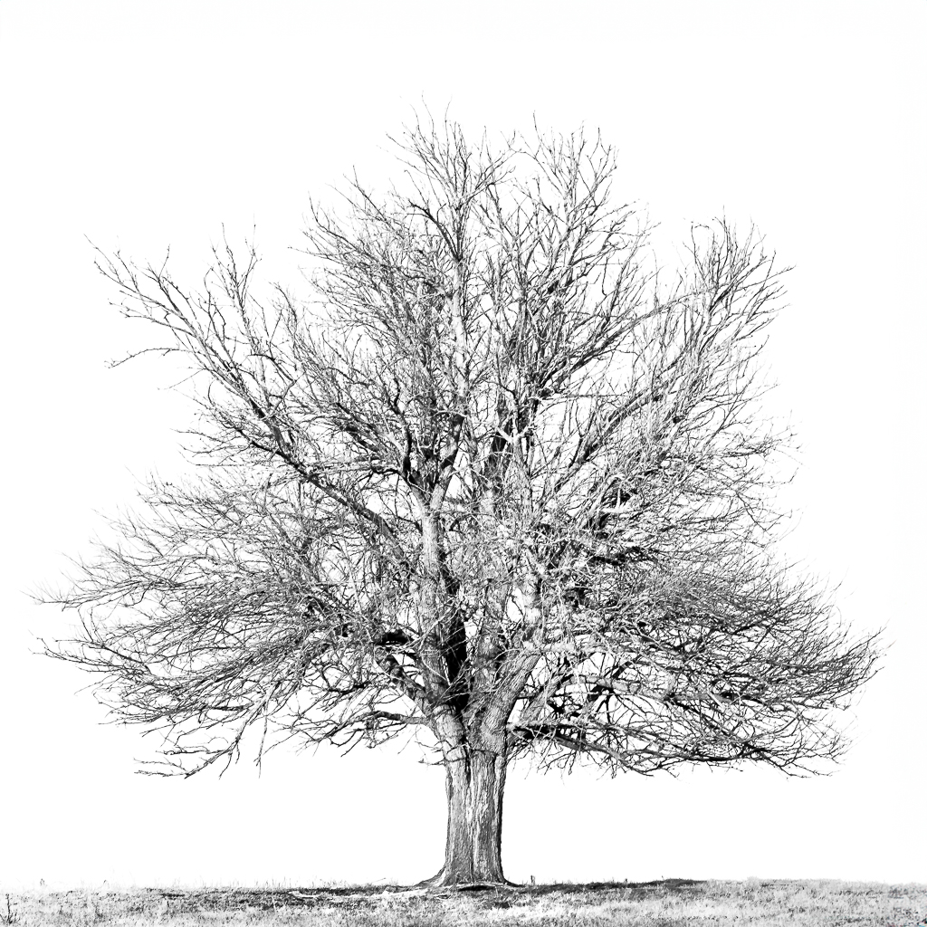 Portrait of a Tree in Winter