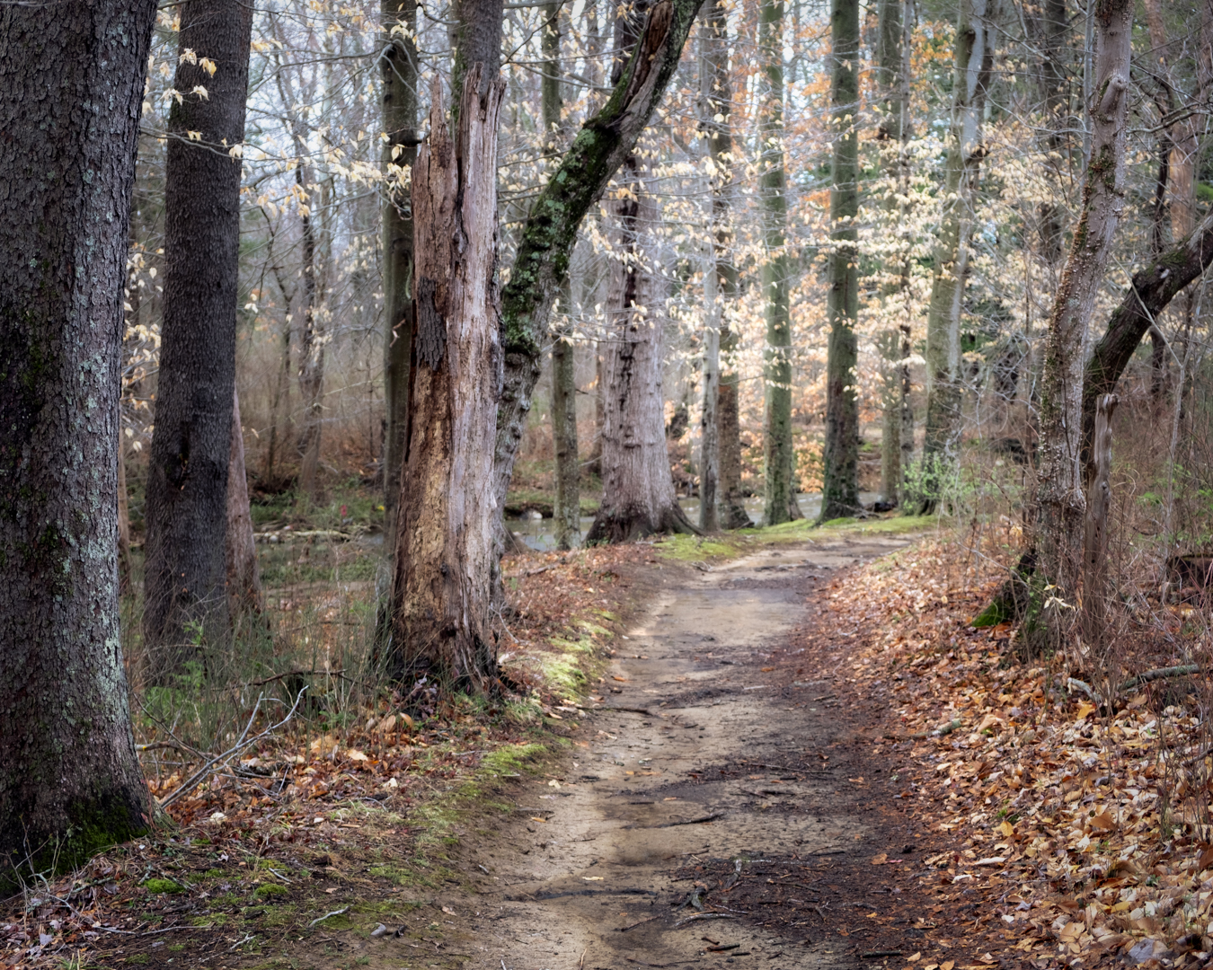 Late Winter Walk