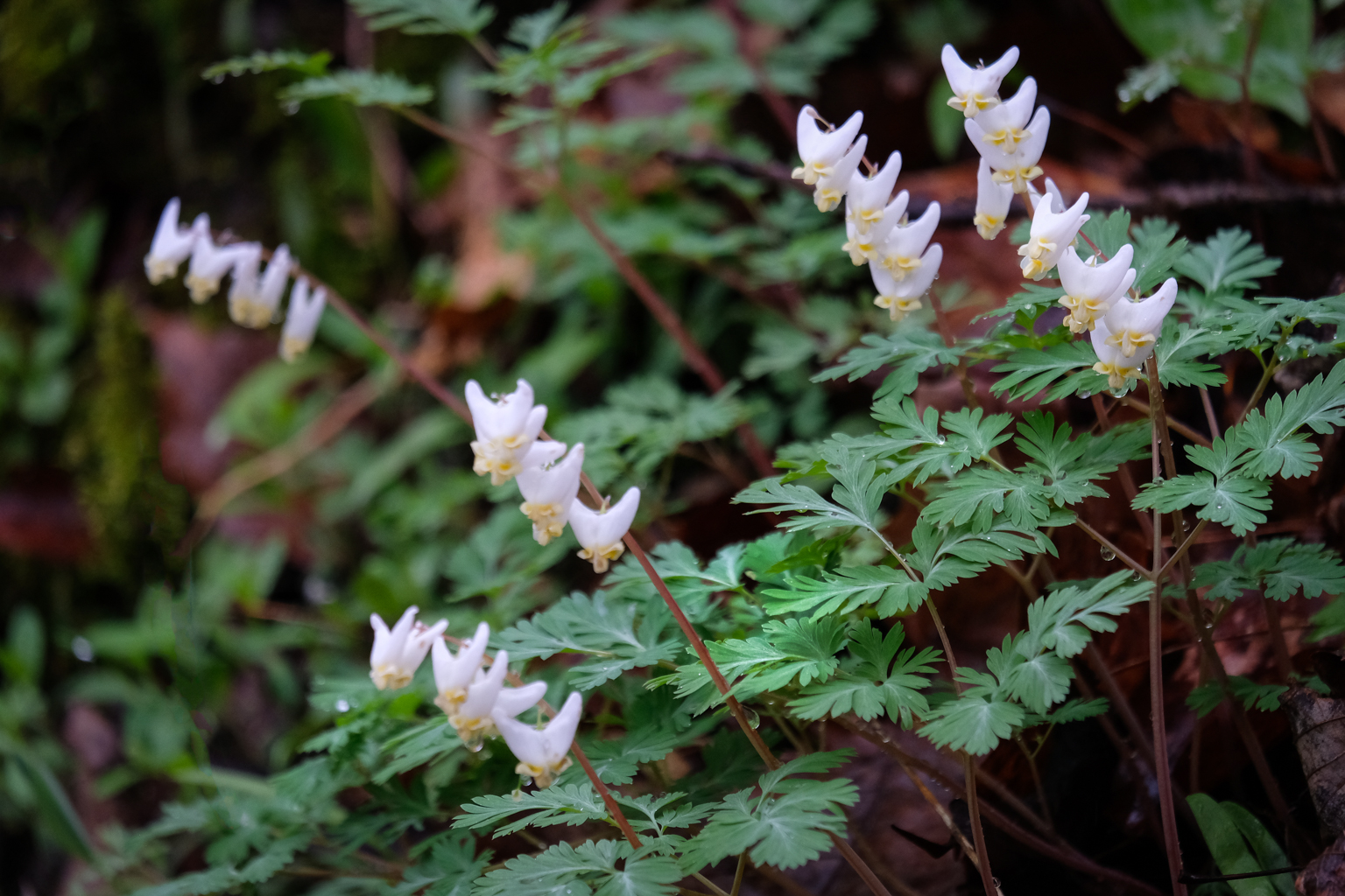 Dutchman's Breeches. Photo by Wes Moody