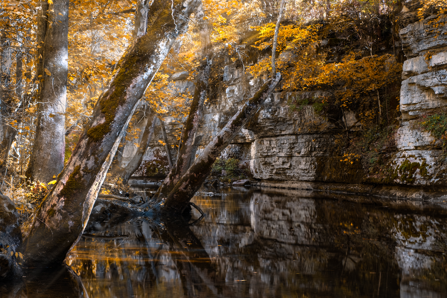 In the Morning Light