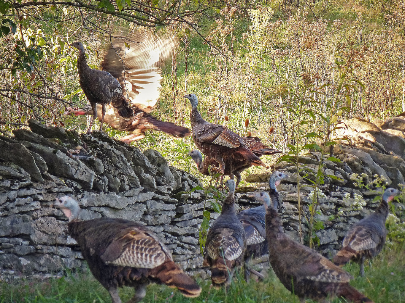 Wild Turkeys on Rock&nbsp;Wall