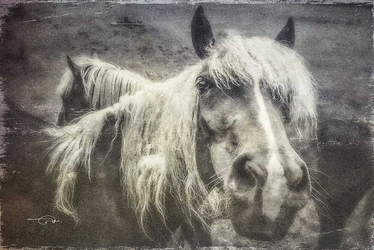 Horse Tales