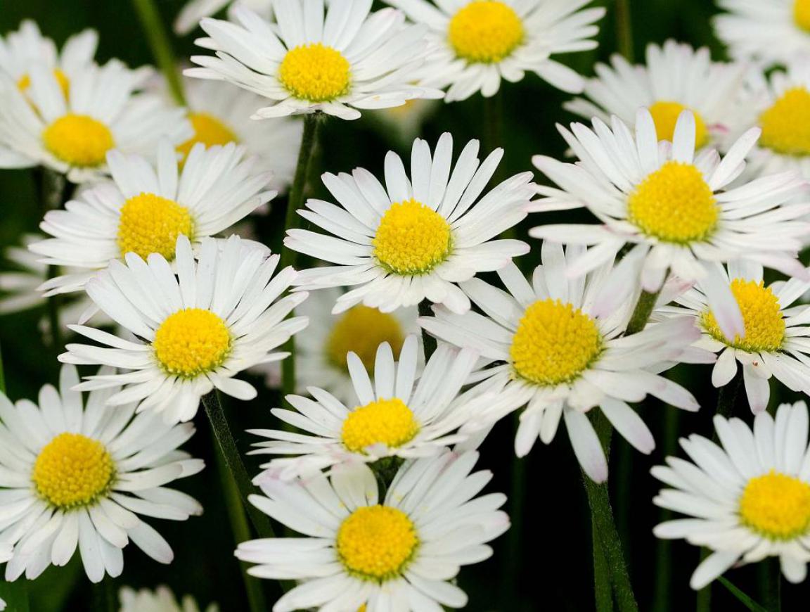 A Dozen Daisies in December