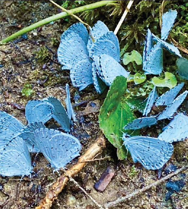 The strange butterfly diet