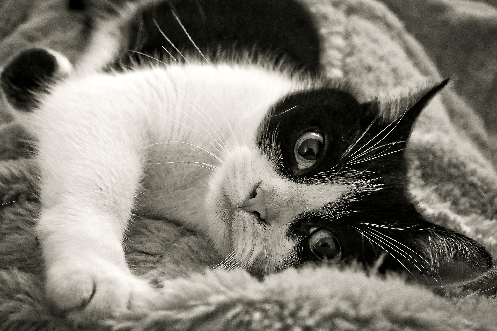 The Power of the Cat&nbsp;Nap