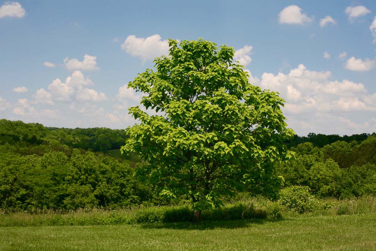 A Lesson From a&nbsp;Tree