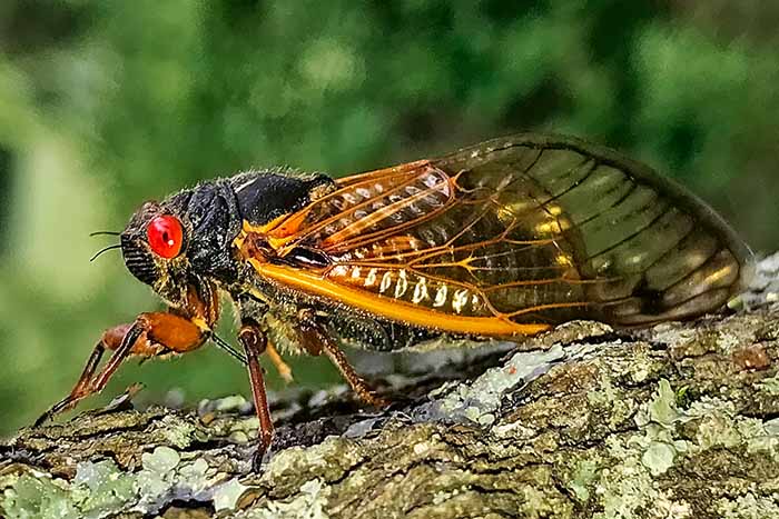 Cicada Curious? Here’s the scoop on the coming brood