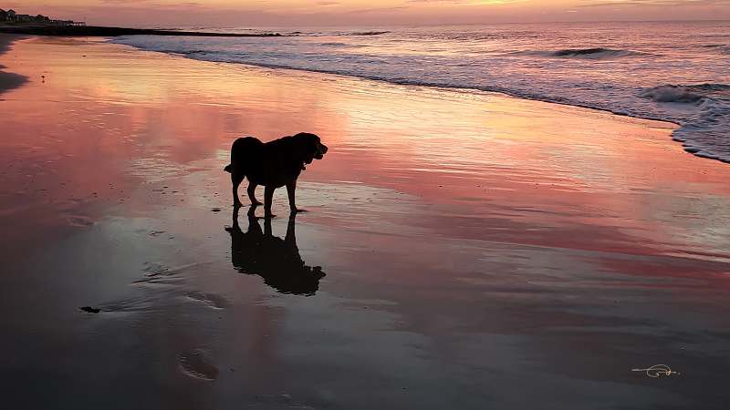 Dog on the beach.