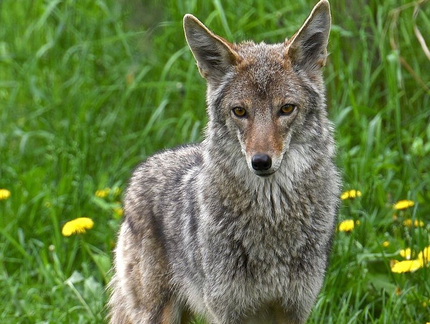 The hated, feared—and admired—Coyote