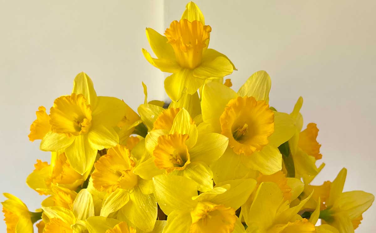 The ephemeral gifts of spring