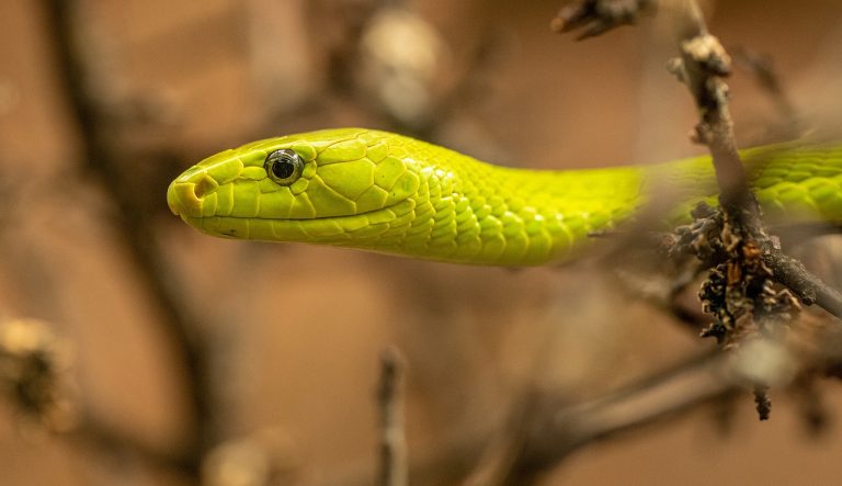 What I Learned from the Green Snake in My Garden