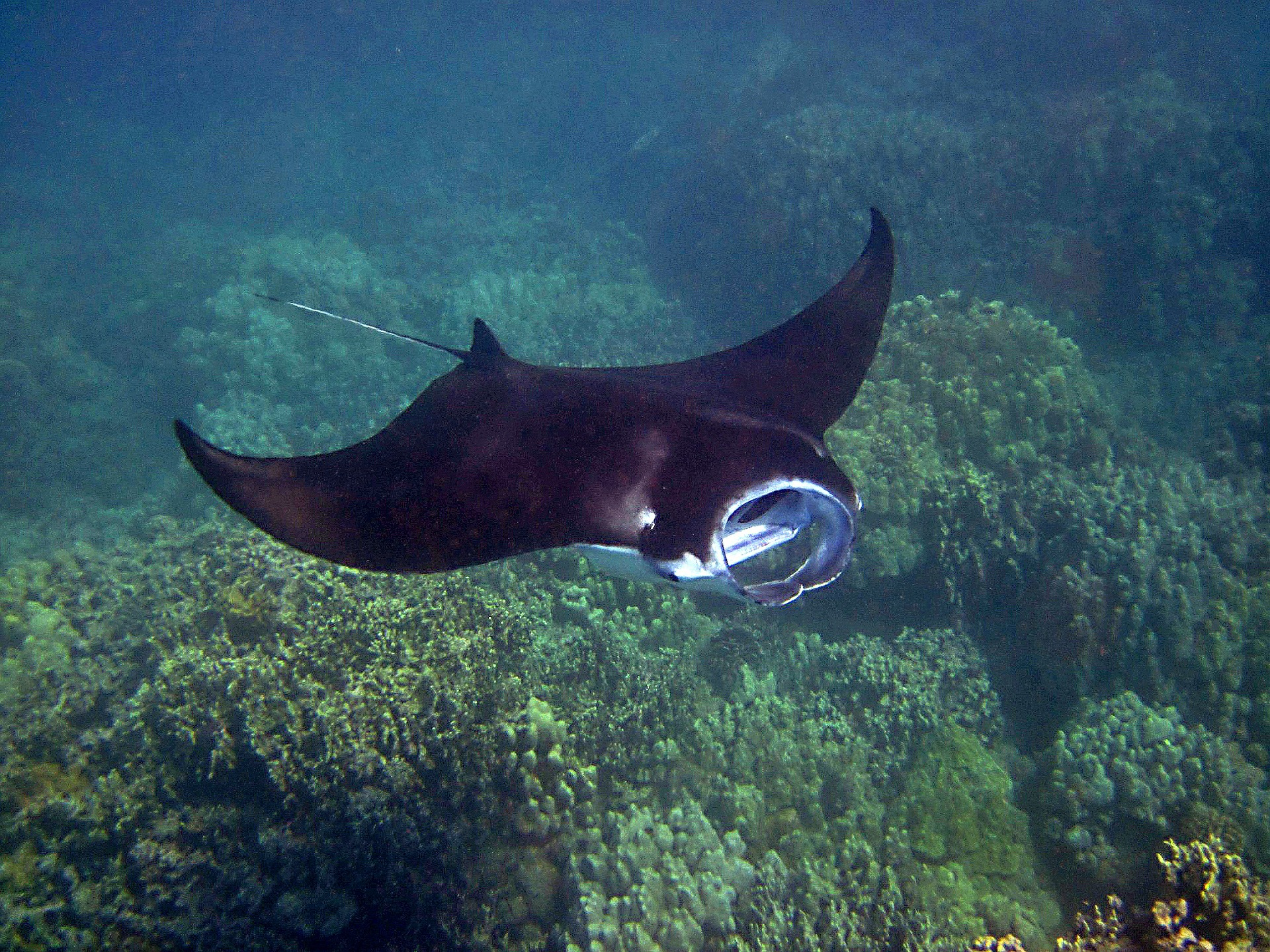 A Message from a Manta&nbsp;Ray