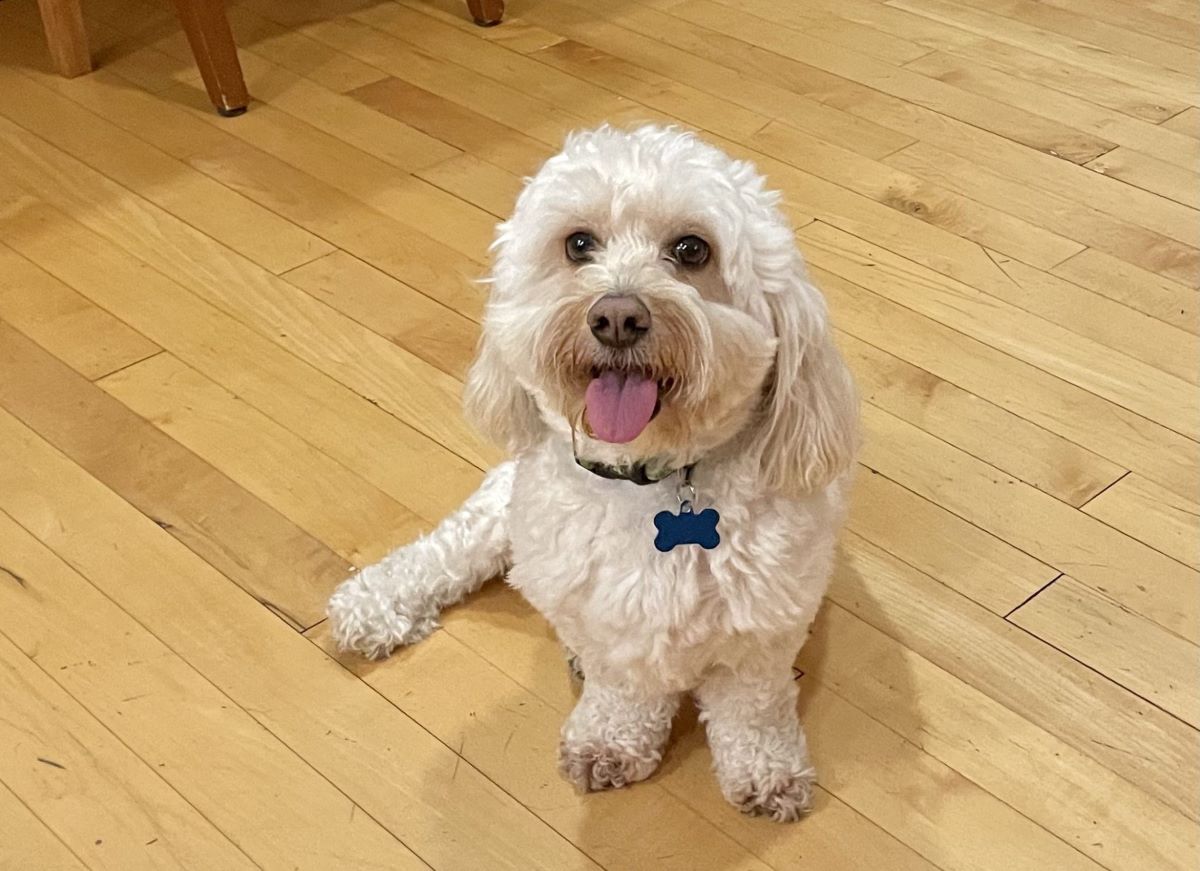 Training Your Puppy (Mind)