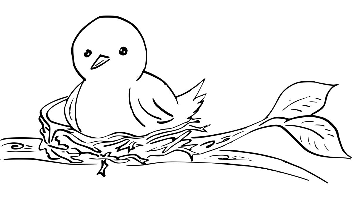 How to not see the rarest bird in the&nbsp;world