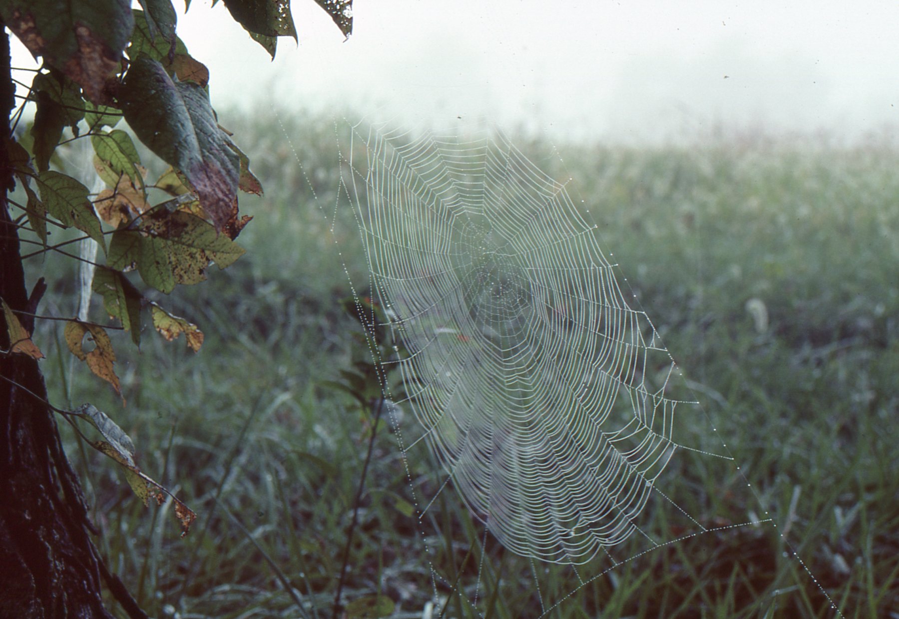 Spider web in morning dew